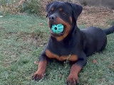 Jeune mâle Rottweiler LOF à vendre
