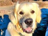 Baloo, mâle Golden Retriever disponible pour saillie