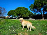 Baloo, mâle Golden Retriever disponible pour saillie