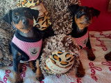 Chiots Pinscher Nain à vendre