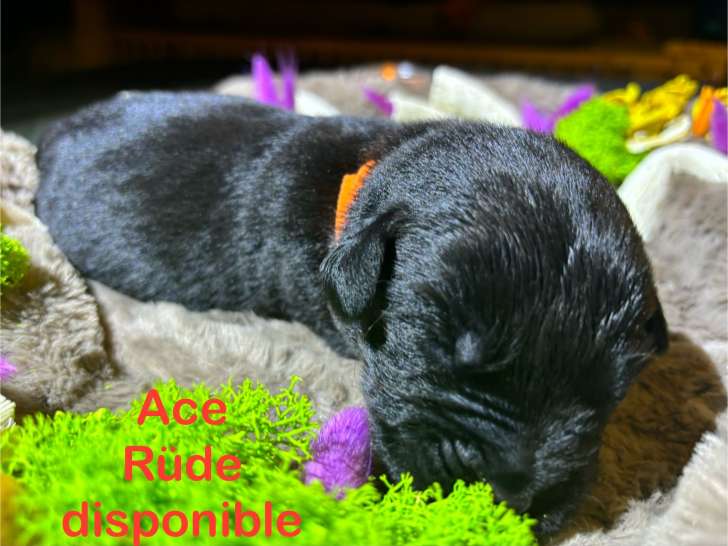 Chiots Labrador Retriever à vendre
