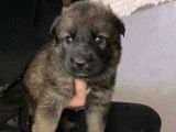 Chiots Berger Allemand gris loup et noirs avec pedigree à vendre