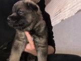 Chiots Berger Allemand gris loup et noirs avec pedigree à vendre