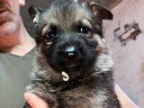 Chiots Berger Allemand gris loup et noirs avec pedigree à vendre