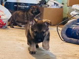 Chiots Berger Allemand gris loup et noirs avec pedigree à vendre