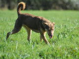 Chien du Pérou variété à fourrure, chien rare