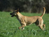 Chien du Pérou variété à fourrure, chien rare