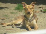 Chien du Pérou variété à fourrure, chien rare