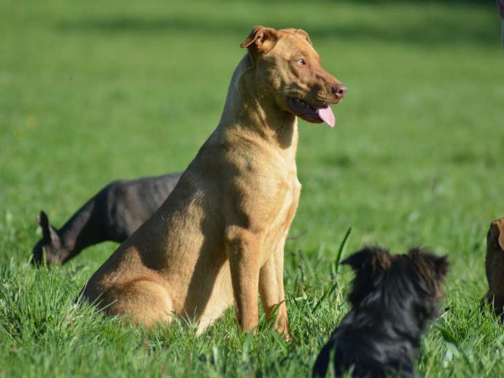 Chien du Pérou variété à fourrure, chien rare