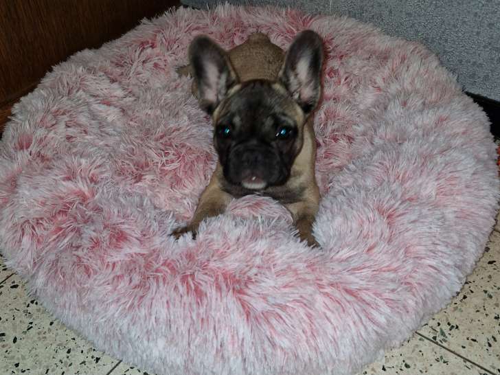 Chiot Bouledogue Français de 5 mois à vendre