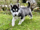 Chiot mâle Husky LOF à vendre
