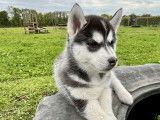 Chiot mâle Husky LOF à vendre
