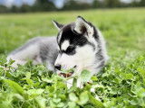 Chiot mâle Husky LOF à vendre