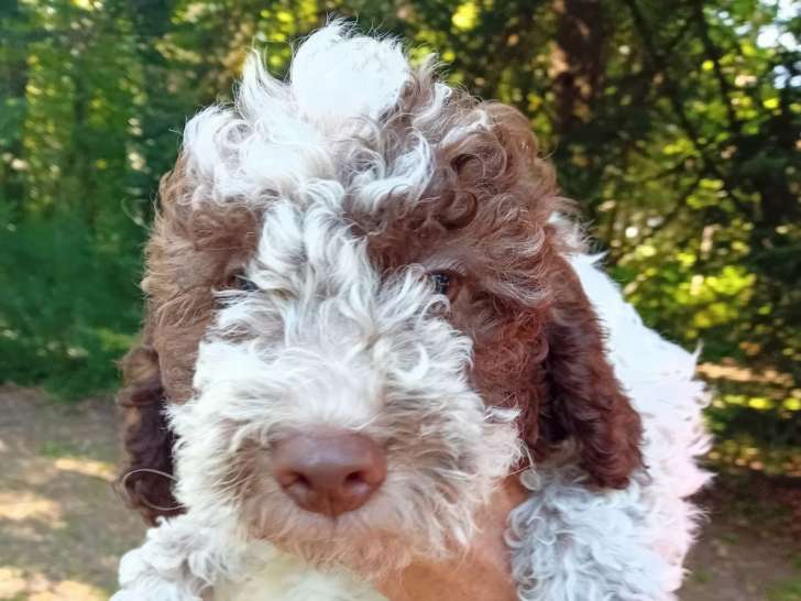 Chiots Lagotto Romagnolo LOF à vendre