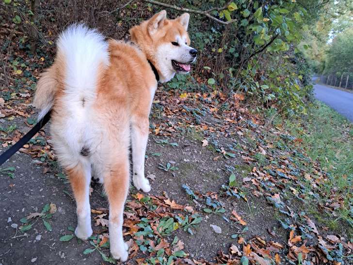 Akita Inu mâle à vendre