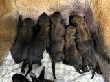Chiots Malinois LOF à vendre