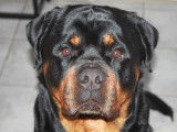 Mâle Rottweiler LOF disponible pour saillie