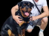 Mâle Rottweiler LOF disponible pour saillie