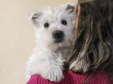 Superbes chiots Westie femelles à vendre