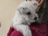 Superbes chiots Westie femelles à vendre