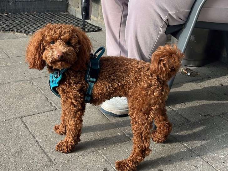 Mâle Caniche toy fauve disponible pour saillie