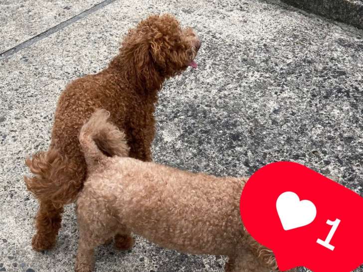 Mâle Caniche nain fauve disponible pour saillie