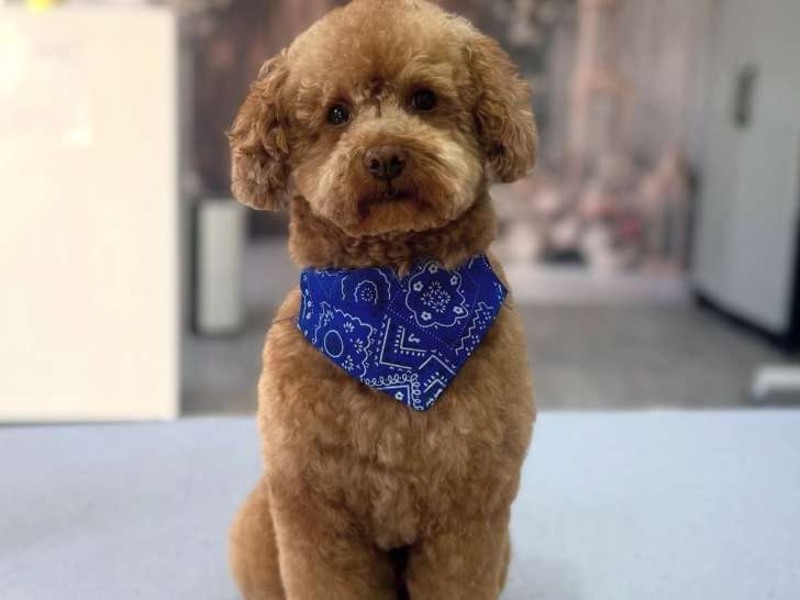 Happy qui s'y croit en sortant du toilettage