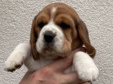 Chiots Beagle LOF à vendre
