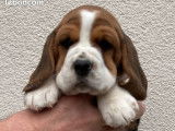 Chiots Beagle LOF à vendre