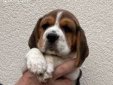 Chiots Beagle LOF à vendre
