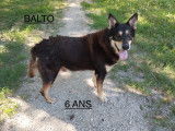 Disponible à l'adoption : chien noir et beige