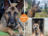 À la recherche d’un foyer : chien Berger Allemand fauve