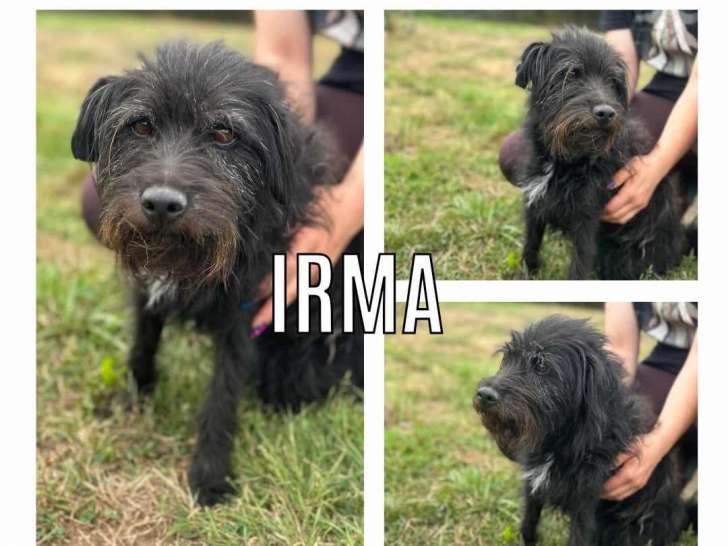Disponible à l'adoption, chienne noire