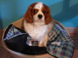 Recherche mâle Cavalier King Charles pour saillie