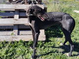 À adopter : chien Galgo noir