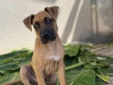 En attente d’un foyer : chiot mâle Berger Malinois de 2 mois