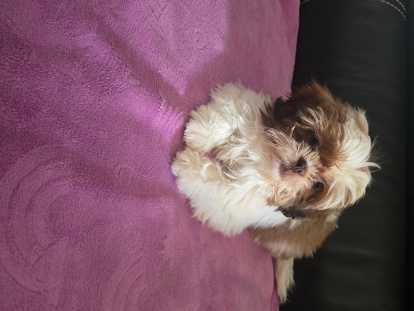 Chiots Shih Tzu mâles à vendre