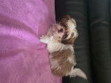 Chiots Shih Tzu mâles à vendre