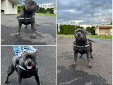 Mâle Staffie bleu disponible pour saillie