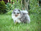 Étalon Spitz Nain Pomeranian jeune champion disponible pour saillie