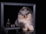 Étalon Spitz Nain Pomeranian jeune champion disponible pour saillie