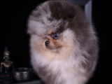 Étalon Spitz Nain Pomeranian jeune champion disponible pour saillie