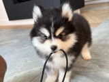 Chiot Pomsky F4 à vendre