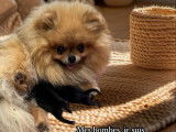 Chiots Spitz Nains LOF &agrave; vendre