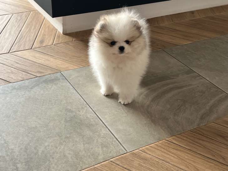 Chiots Spitz Nains LOF à vendre