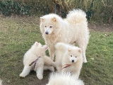 Chiots Samoyède