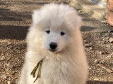 Chiots Samoyède