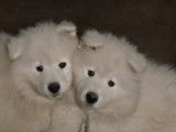 Chiots Samoyède