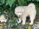 Chiots Samoyède