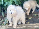 Chiots Samoyède